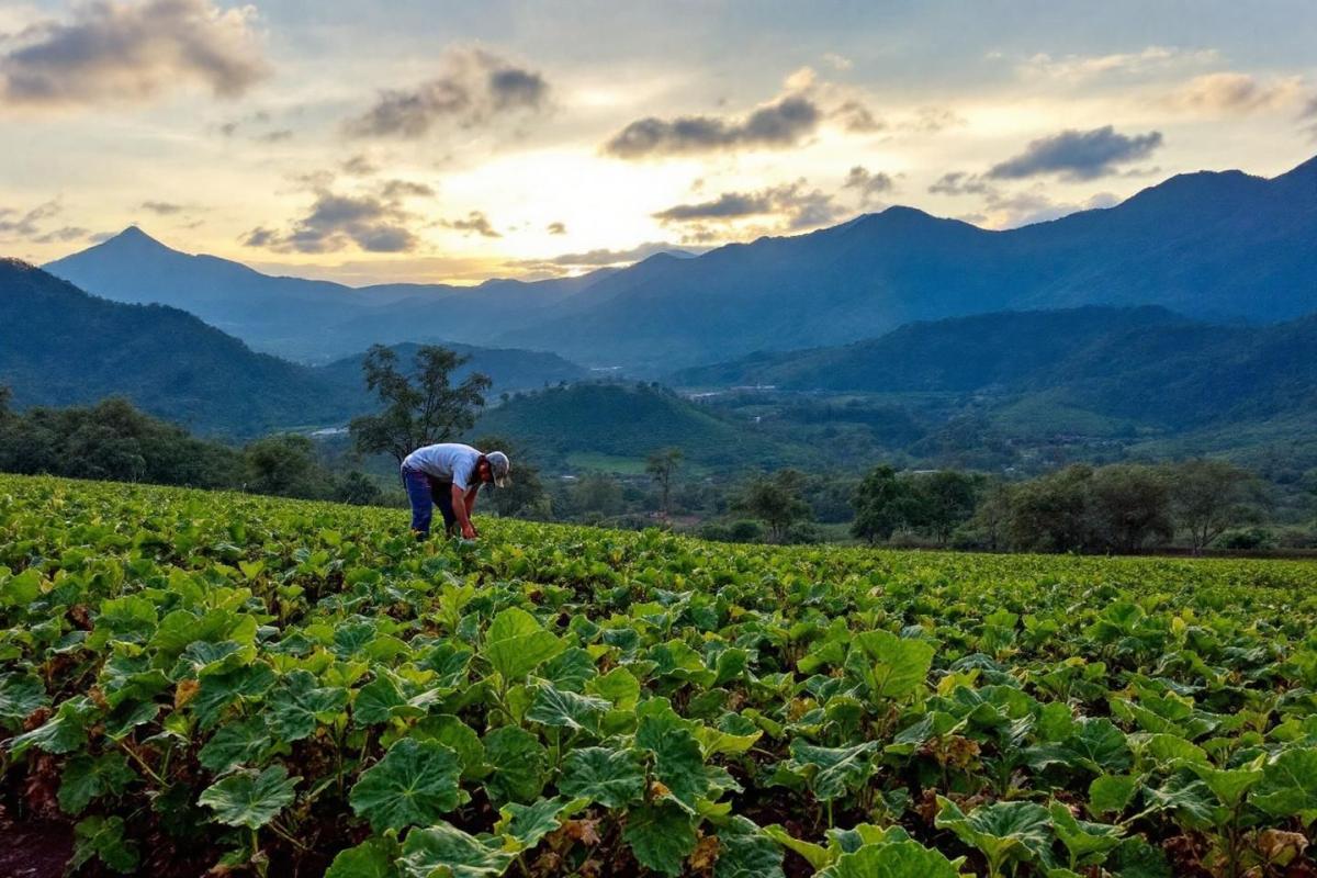 Colombia paga por erradicar coca : nueva estrategia contra el narcotráfico